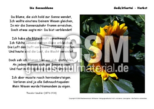 Die-Sonnenblume-Däubler.pdf